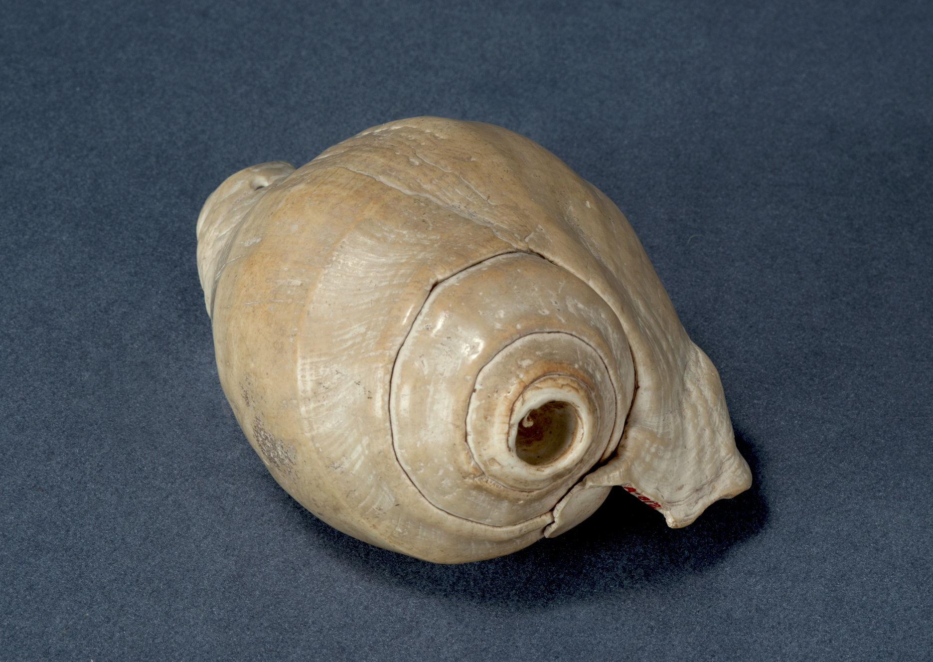Conch Shell Trumpet Arizona State Museum