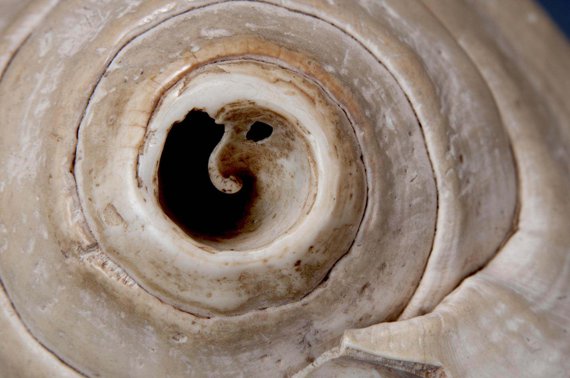 Conch Shell Trumpet Arizona State Museum