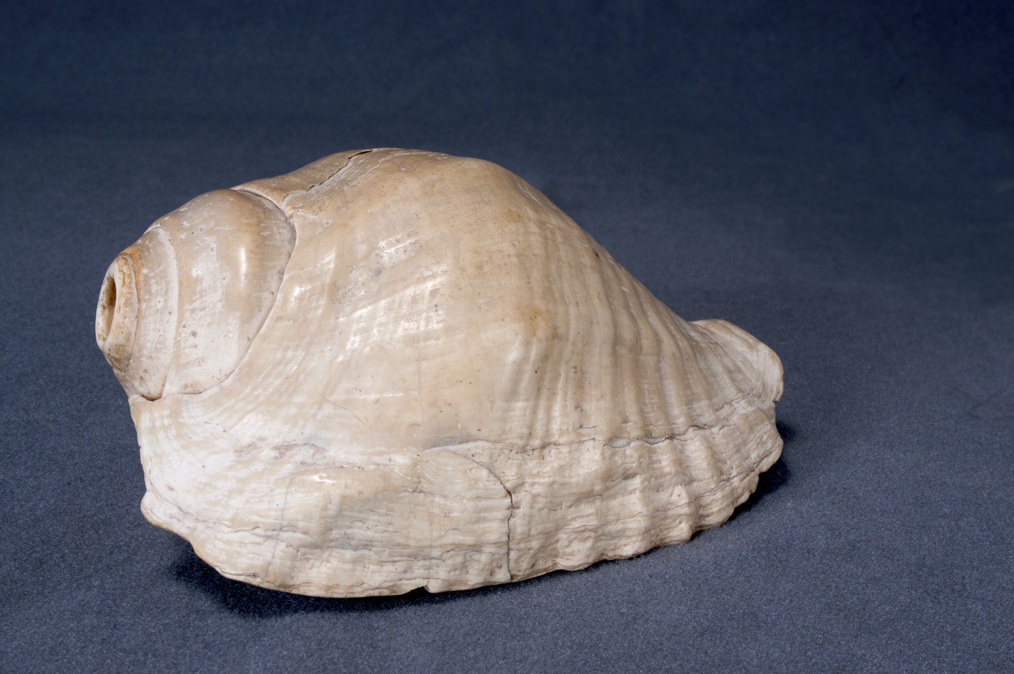 Conch Shell Trumpet Arizona State Museum