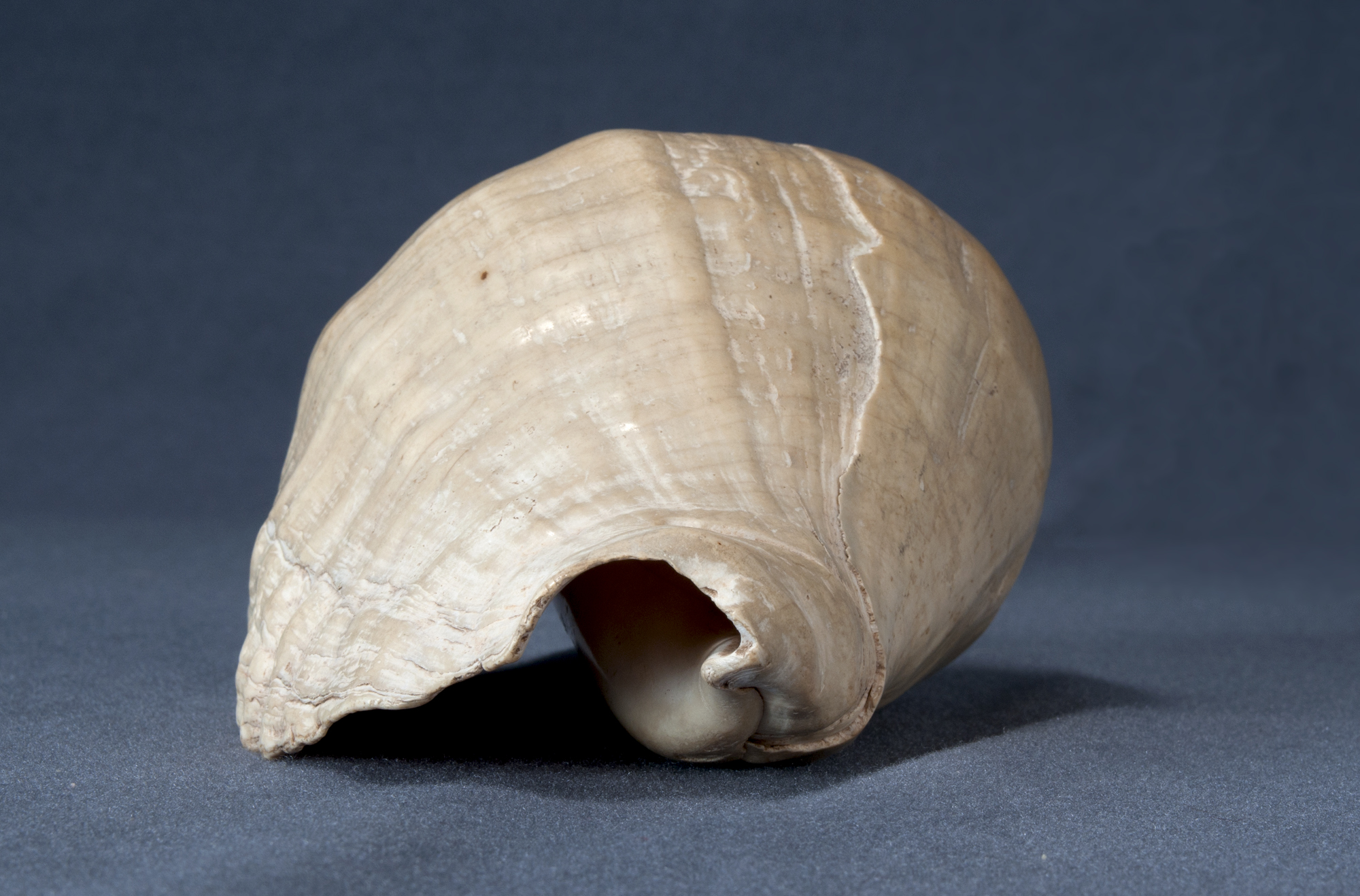 Conch Shell Trumpet Arizona State Museum