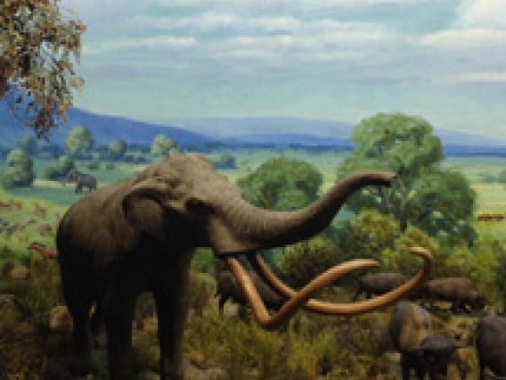 a mammoth in Late Pleistocene Arizona