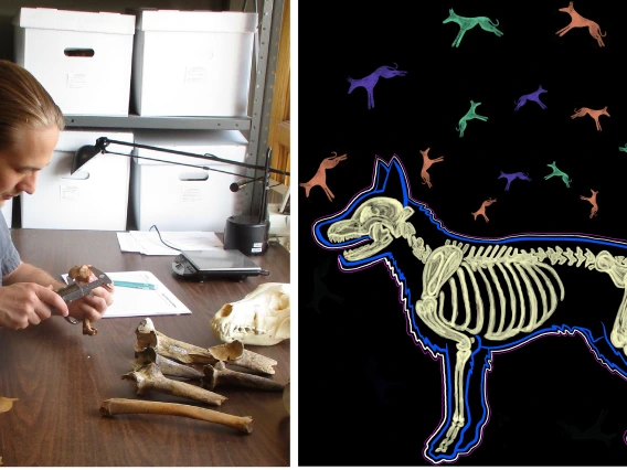 Dr. Welker measures animal bones with calipers