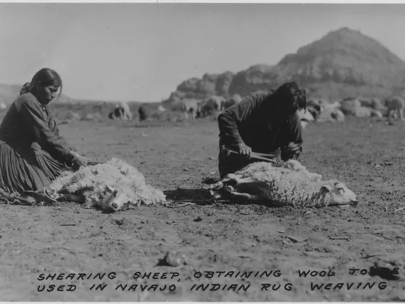 Sheep shearing