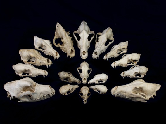 This image shows a selection of crania from dogs and their wild relatives (wolves, coyotes, foxes, jackals, and a hyena).