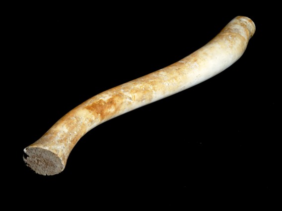 Oosik, walrus bone, probably 20th century, Alaska