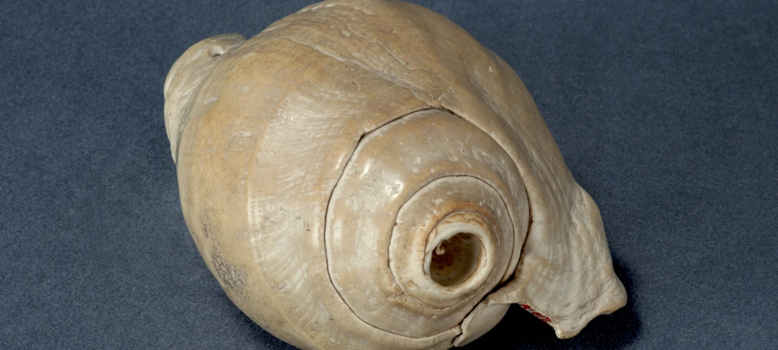 shell 6