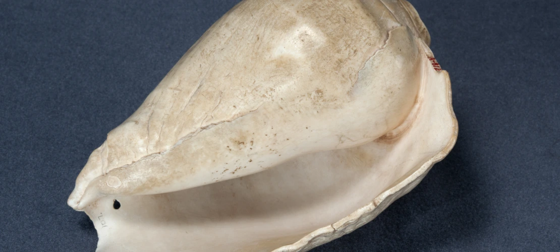 shell 5