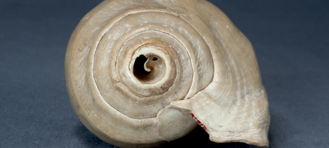 shell 1
