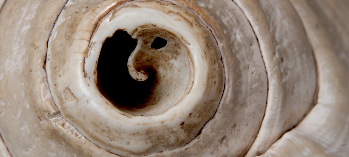 shell 4