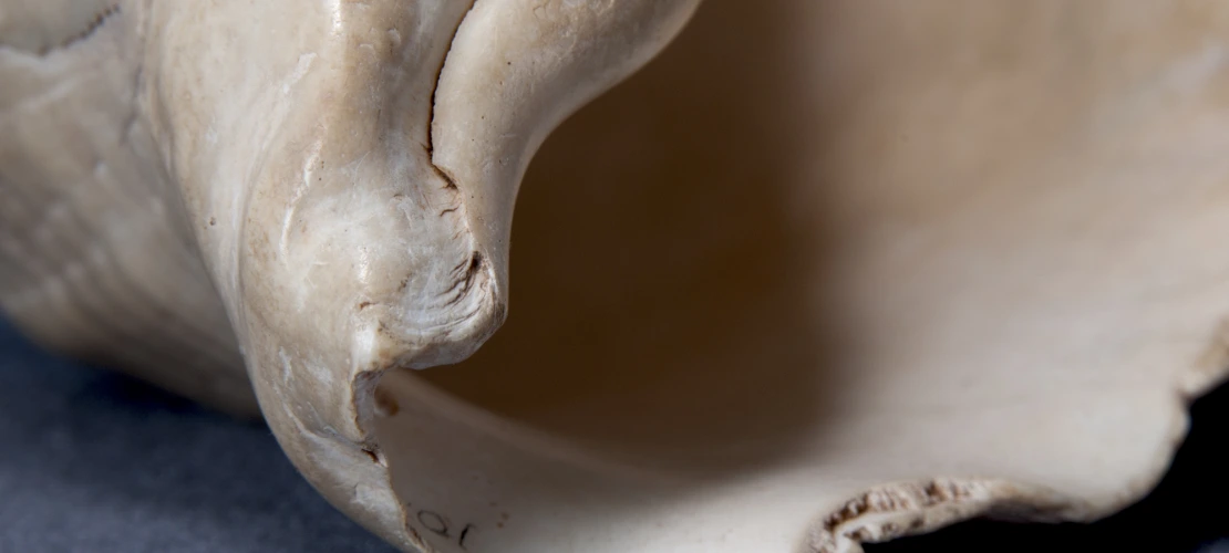 shell 3