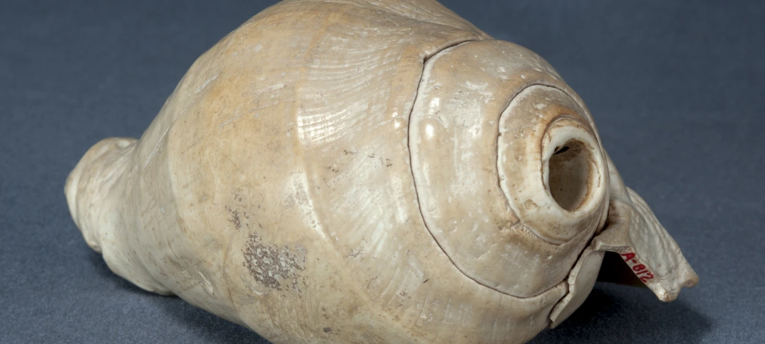 shell 8