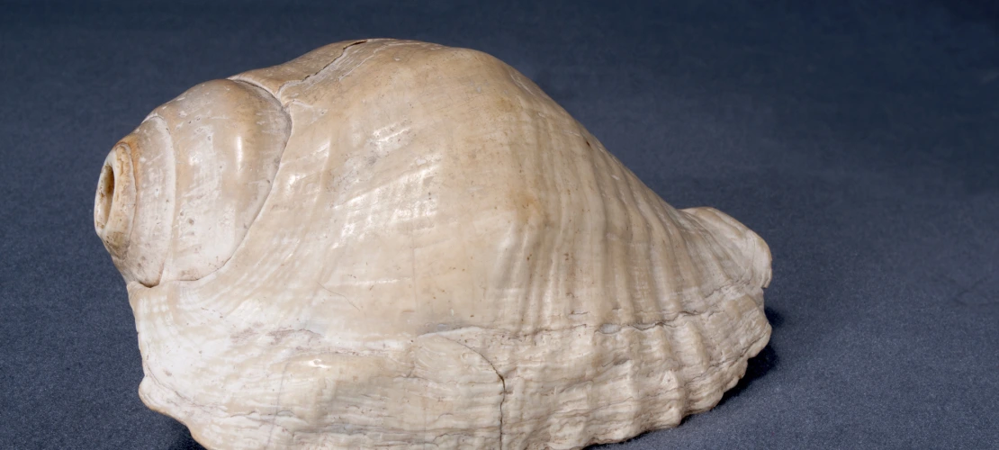 shell 7