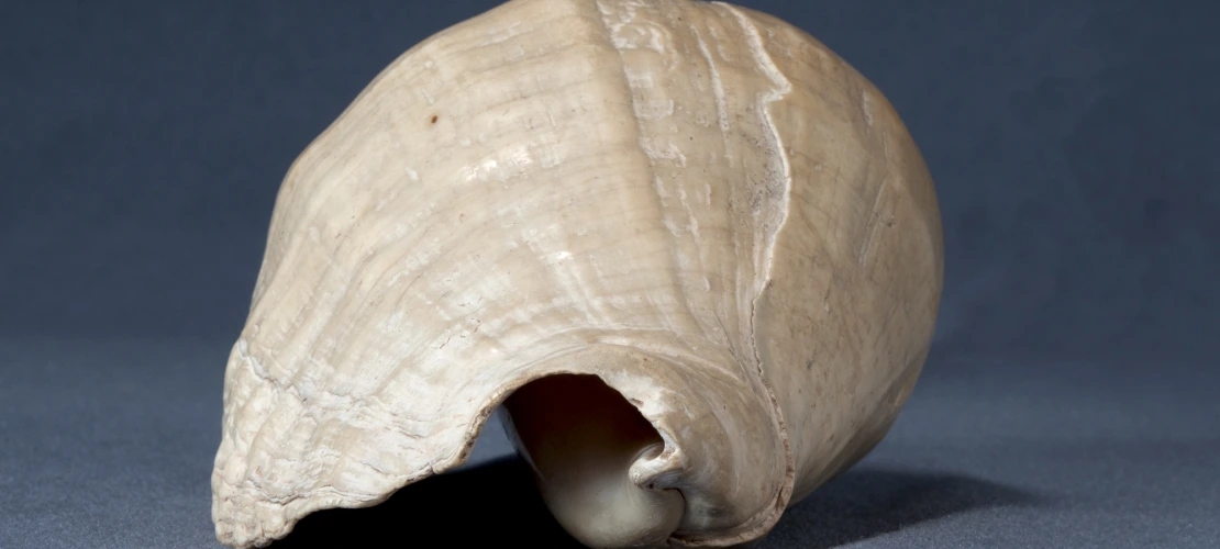 shell 2