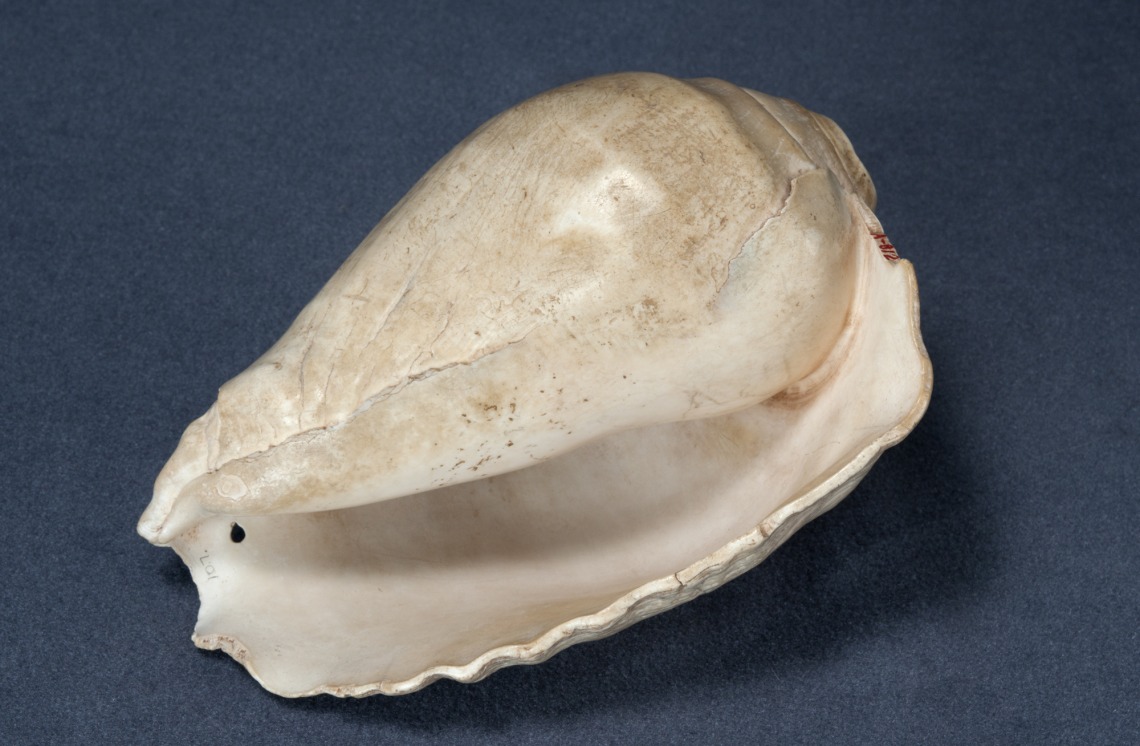 shell 5