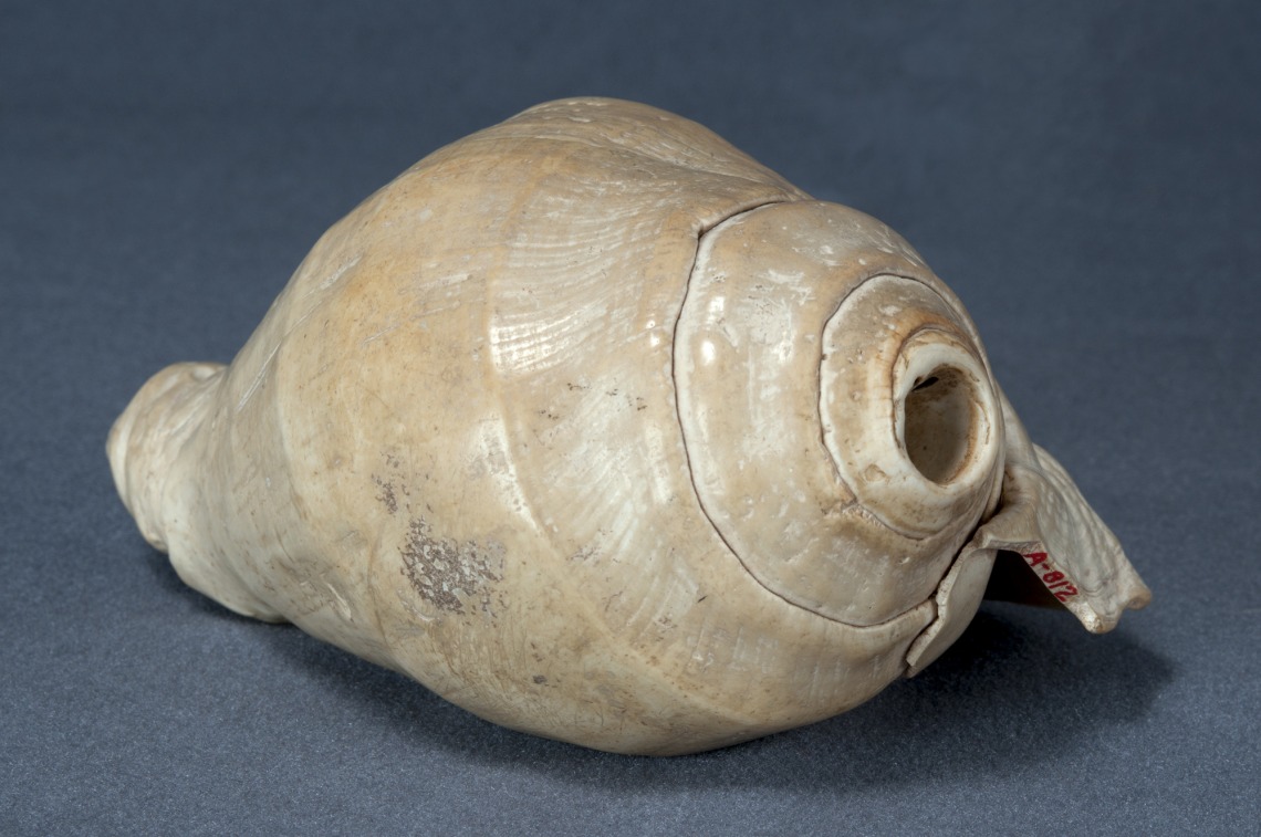 shell 8