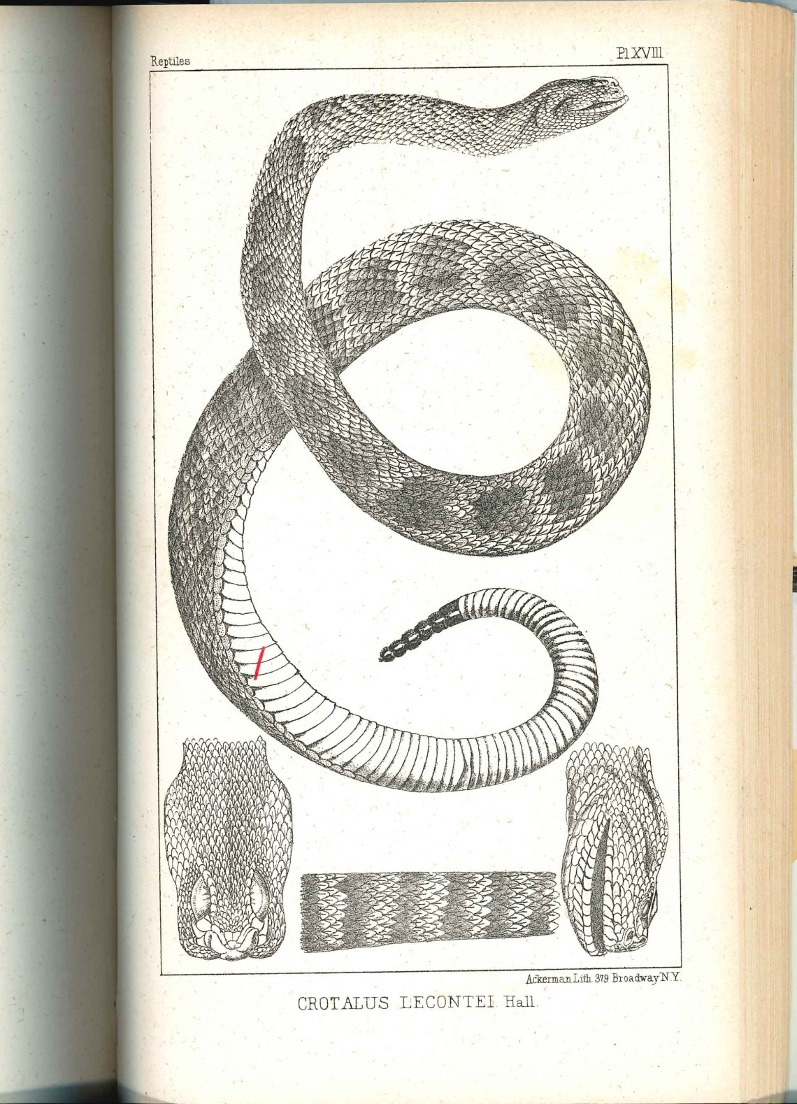 book with snake picture on it