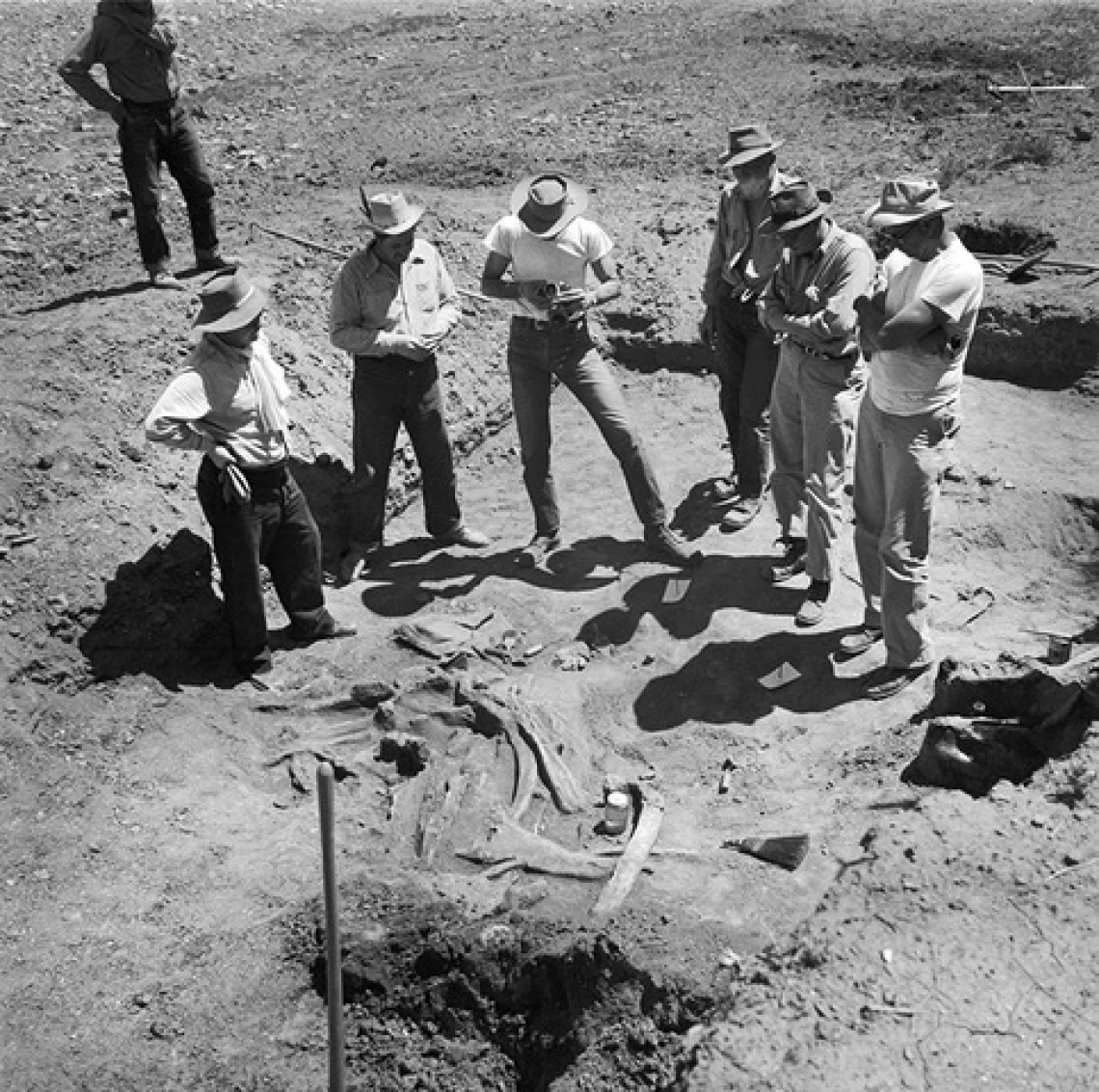 Six men, all wearing hats, stand around a bed of partially exposed mammoth bones in this black and white photo.