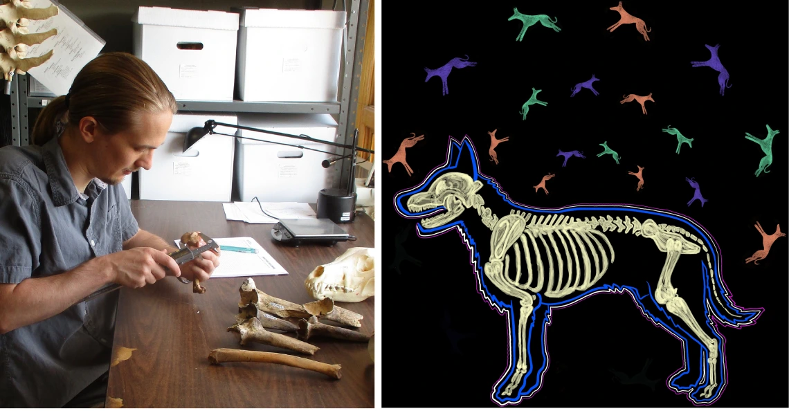 Dr. Welker measures animal bones with calipers