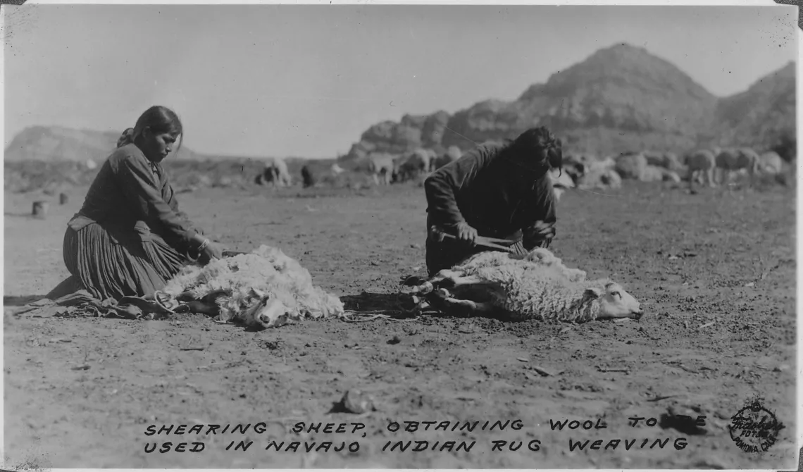 Sheep shearing