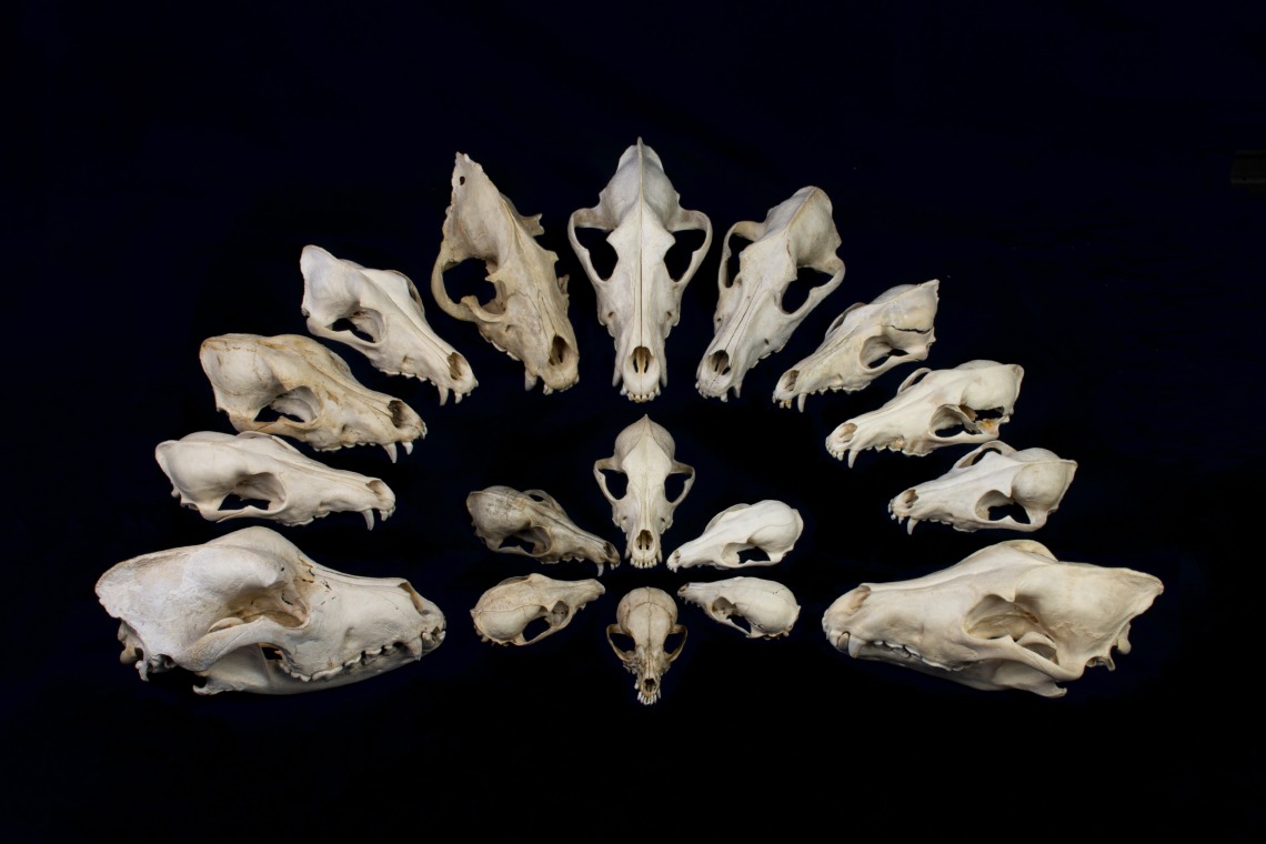This image shows a selection of crania from dogs and their wild relatives (wolves, coyotes, foxes, jackals, and a hyena).