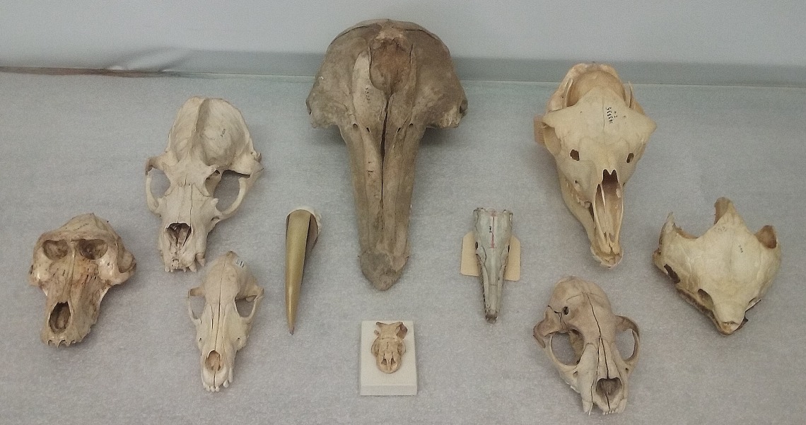 different skulls on display