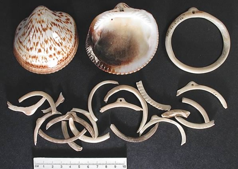 glycymeris shell bracelets