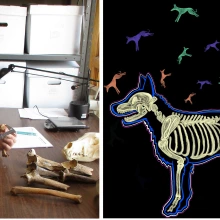 Dr. Welker measures animal bones with calipers